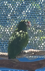 Amazona vittata