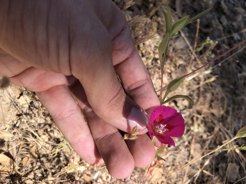 Redspot clarkia (Clarkia speciosa)