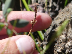 Carex xerophila