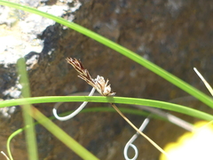 Carex xerophila