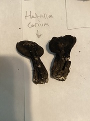 Helvella corium