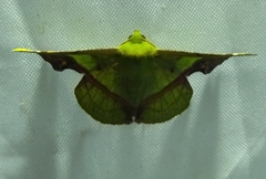 Fascellina