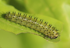 Periclista lineolata