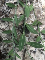 Evolvulus sericeus