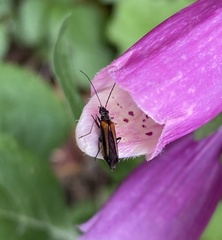 Oedemera pthysica