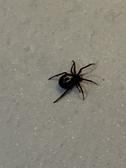 Steatoda nobilis