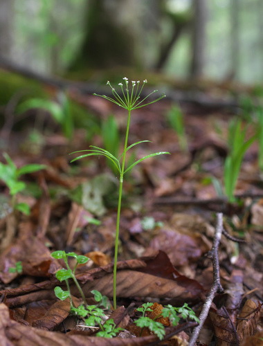 Pternopetalum tanakae iNat (2)