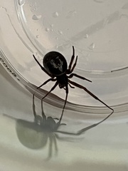 Steatoda nobilis