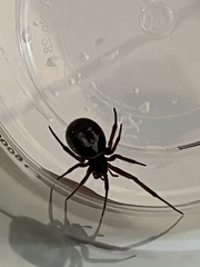 Steatoda nobilis