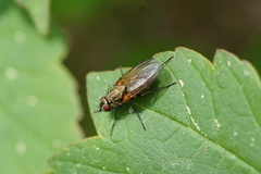 Hydrophoria lancifer