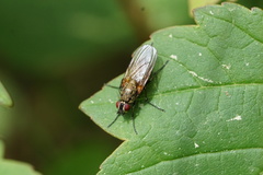 Hydrophoria lancifer