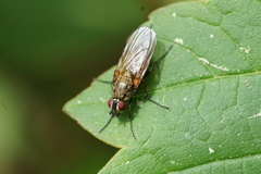 Hydrophoria lancifer