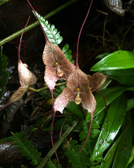 Dracula erythrochaete