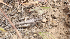 Psoloessa delicatula