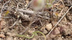 Psoloessa delicatula