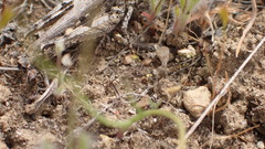 Psoloessa delicatula