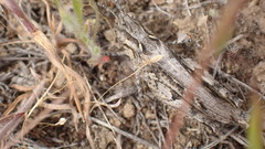 Psoloessa delicatula