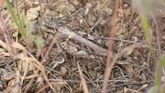 Psoloessa delicatula