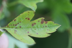 Gymnosporangium clavariiforme