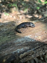 Ambystoma talpoideum
