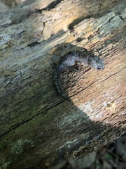 Ambystoma talpoideum
