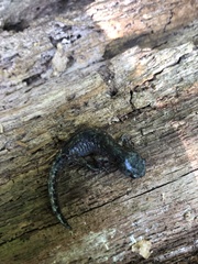 Ambystoma talpoideum