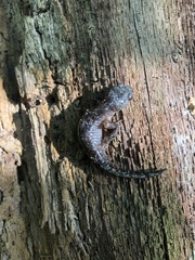 Ambystoma talpoideum
