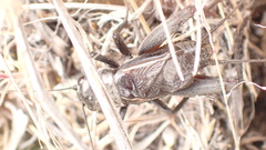 Gryllus saxatilis