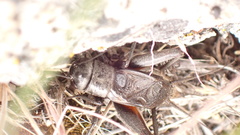 Gryllus saxatilis