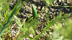 Podarcis waglerianus