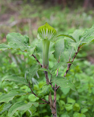 Arisaema angustatum