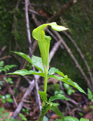 Arisaema nikoense