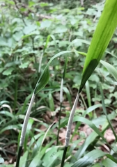 Epichloe festucae
