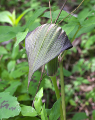 Arisaema serratum