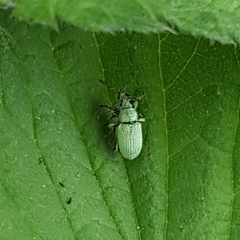 Phyllobius roboretanus