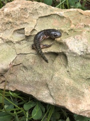 Ambystoma talpoideum