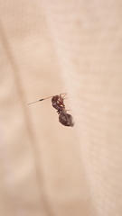 Orectoderus