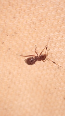 Orectoderus