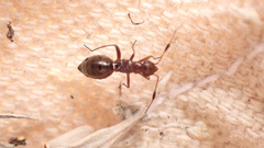 Orectoderus