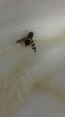 Rhagoletis cerasi