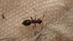 Orectoderus