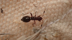 Orectoderus