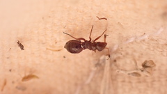Orectoderus