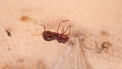 Orectoderus