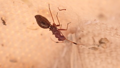 Orectoderus