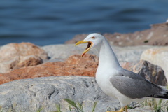 Larus michahellis