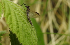 Ephemera vulgata