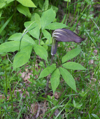 Arisaema serratum