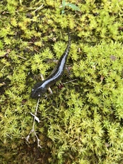 Ambystoma talpoideum