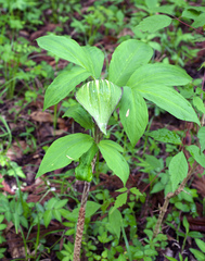 Arisaema serratum